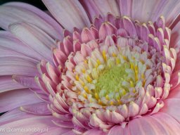 bloemen -181006 - 9